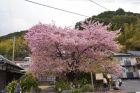 河津桜原木