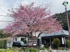 河津七滝界隈の桜