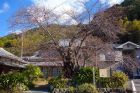 河津桜原木