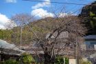 河津桜原木
