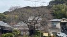 河津桜原木