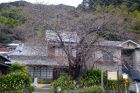 河津桜原木