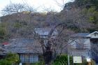河津桜原木