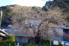 河津桜原木
