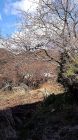 河津七滝界隈の桜