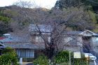 河津桜原木