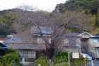 河津桜原木