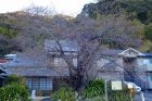 河津桜原木