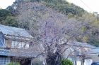 河津桜原木