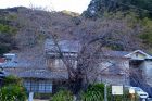 河津桜原木