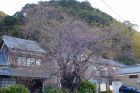河津桜原木