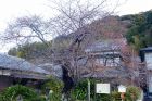 河津桜原木