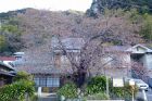 河津桜原木