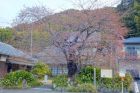 河津桜原木