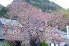 河津桜原木