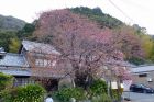 河津桜原木