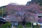 河津桜原木