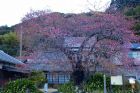 河津桜原木
