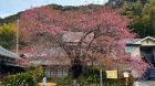河津桜原木