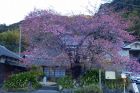 河津桜原木