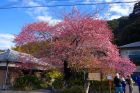 河津桜原木