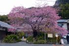 河津桜原木