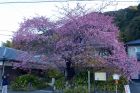 河津桜原木