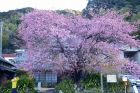 河津桜原木