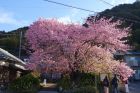 河津桜原木