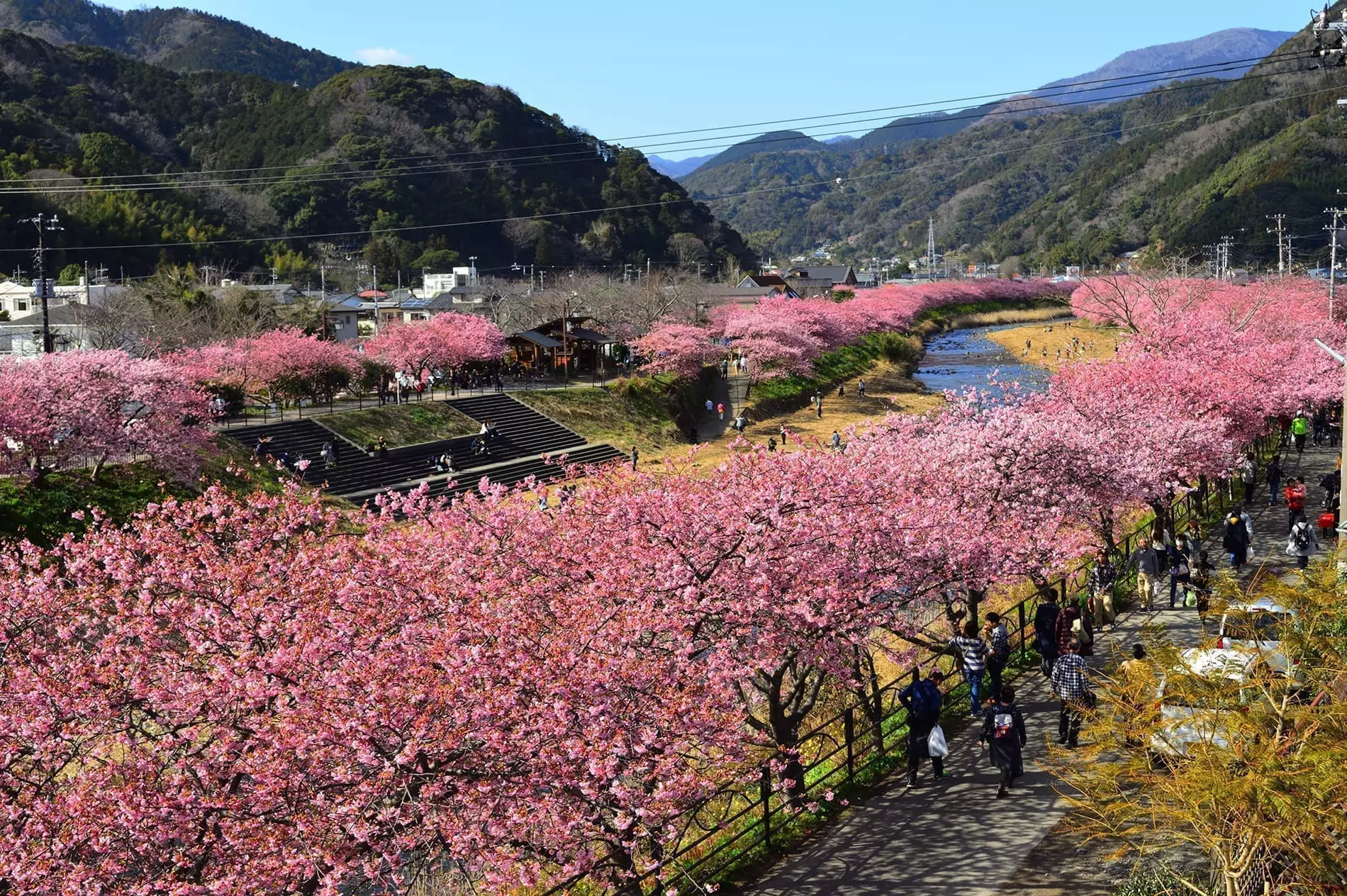 河津 桜 開花 状況