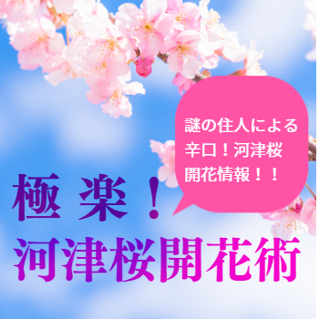 河津桜まつり情報局 非公式サイト