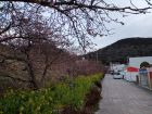 駅前桜並木