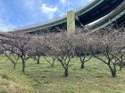 ループ橋駐車場の桜