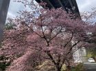 河津七滝「上条の桜」