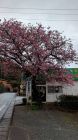 七滝温泉ホテルの桜