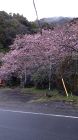 大滝入り口の桜
