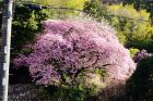 名木「大宮瀬の桜」