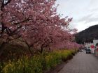 駅前桜並木