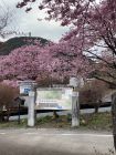 七滝界隈の桜