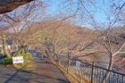 峰いでゆ橋付近音蔵の桜