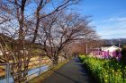 笹原公園桜並木