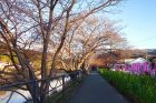 笹原公園桜並木