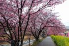 笹原公園桜並木