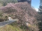 河津七滝　名木「上条の桜」