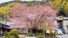 河津桜原木