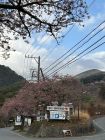 河津七滝温泉　隠居の桜