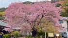 河津桜原木