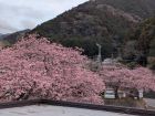 河津七滝温泉　温泉ホテルの桜
