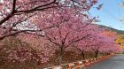 駅裏桜並木
