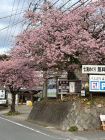 河津七滝温泉　隠居の桜